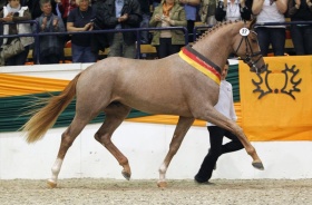 Donauruf bei Ehrenrunde