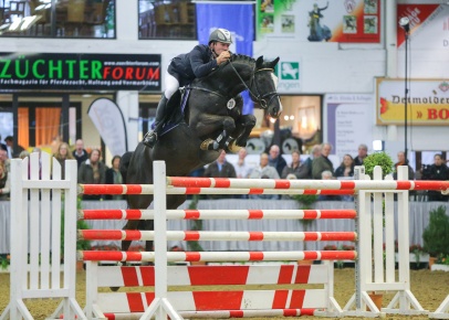 Trakehner Hengst Hirtentanz