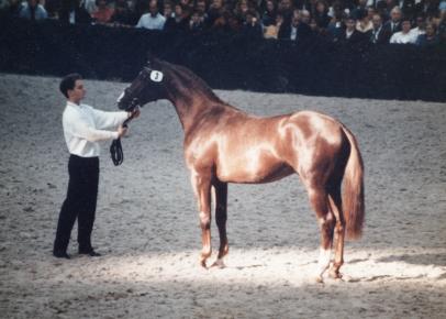 Trakehner Elitehengst Herzruf