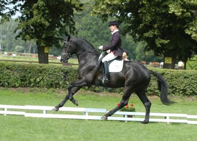 Trakehner Hengst Hibiskus