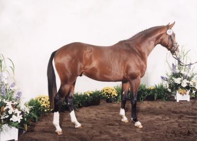 Trakehner Hengst Hirtenruf