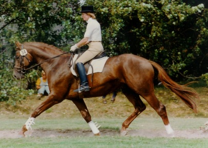 Trakehner Elitehengst Herzruf