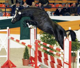 Trakehner Hengst Hirtentanz beim Freispringen
