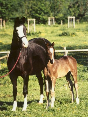 Trakehner Elitestute Herzlani mit dem spter gekörten Hengst Heinrich der Welfe