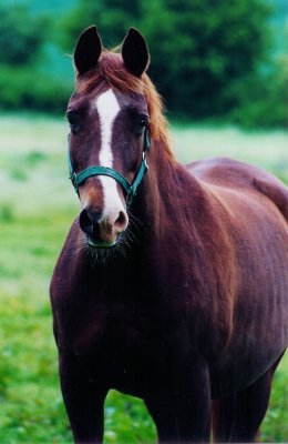 Trakehner Elitestute Herzchen im Alter von 23 Jahren