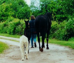Trakehner Stute Hirtennacht mit dem später gekörten Hengst Hibiskus