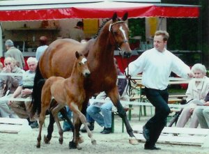 Trakehner Stute Hirtenfeuer mit Stutfohlen von Pret a Porter