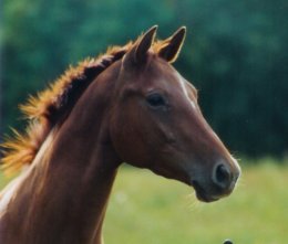 Trakehner Stute Hirtenlied von Friedensfürst