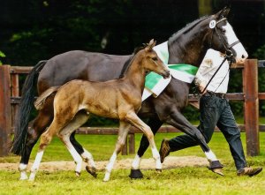 Trakehner Elitestute Herzlani mit einem Stutfohlen von Hannoveraner Hengst De Niro