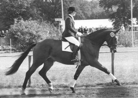 Trakehner Stute Tamsel in Aachen