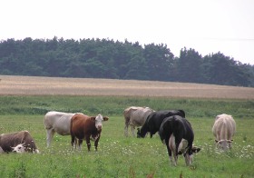 Bornkamp