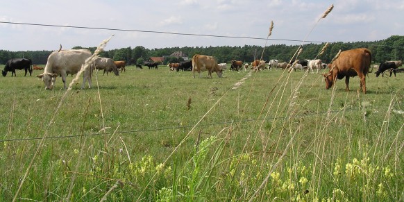 Sommer bei Bornkamp