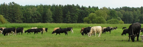 An der Zarow
